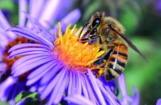 PRIMAVERA abeja en flor