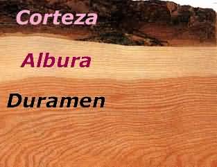 Seccion de madera: corteza, albura y duramen